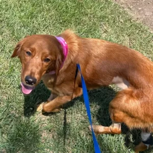 Medical care for our puppy Emily