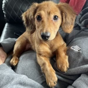 Help Cassie get the medical care she needs